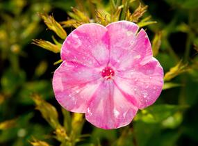Plamenka latnatá 'Flame Light Pink' - Phlox paniculata 'Flame Light Pink'