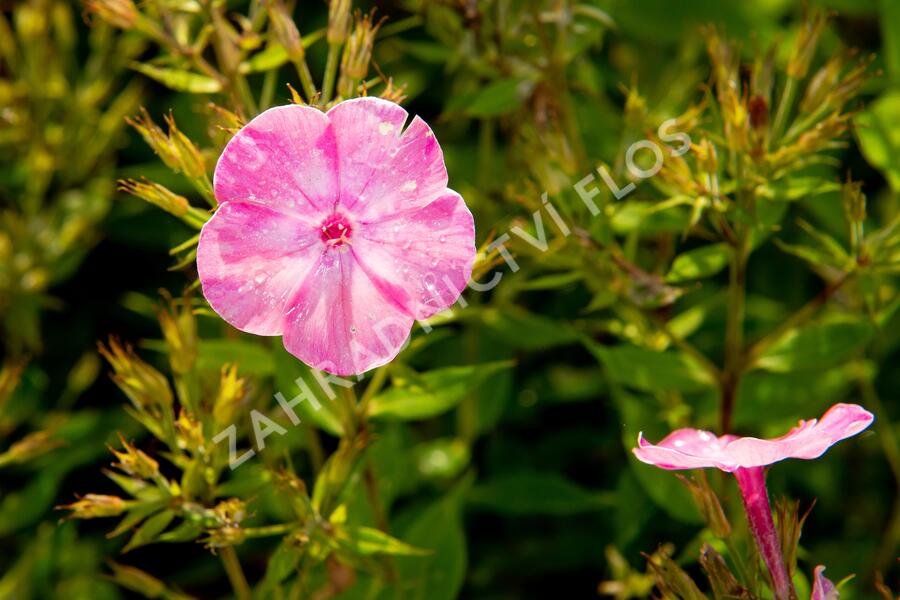 Plamenka latnatá 'Flame Light Pink' - Phlox paniculata 'Flame Light Pink'