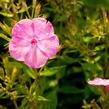 Plamenka latnatá 'Flame Light Pink' - Phlox paniculata 'Flame Light Pink'