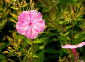 Plamenka latnatá 'Flame Light Pink' - Phlox paniculata 'Flame Light Pink'