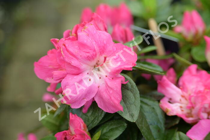 Azalka japonská 'Evergreen Bicolor' - Azalea japonica 'Evergreen Bicolor'