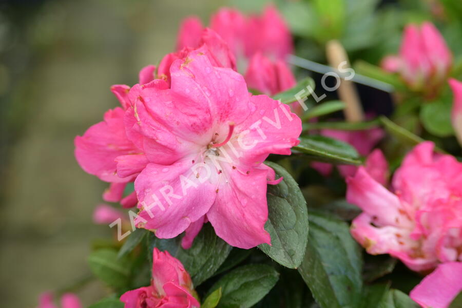 Azalka japonská 'Evergreen Bicolor' - Azalea japonica 'Evergreen Bicolor'