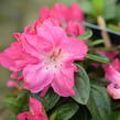 Azalka japonská 'Evergreen Bicolor' - Azalea japonica 'Evergreen Bicolor'