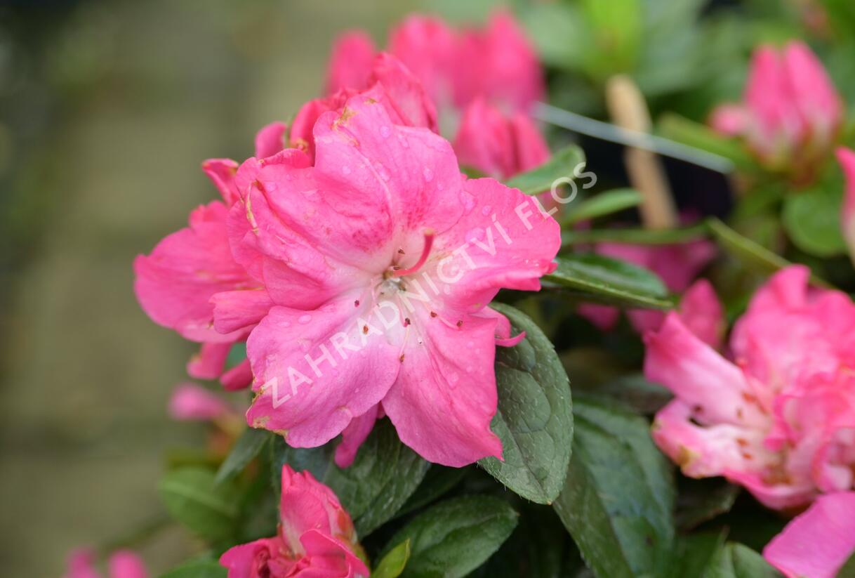 Azalka japonská 'Evergreen Bicolor' - Azalea japonica 'Evergreen Bicolor'