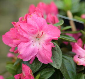 Azalka japonská 'Evergreen Bicolor' - Azalea japonica 'Evergreen Bicolor'