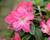 Azalka japonská 'Evergreen Bicolor'