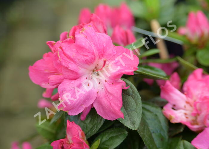 Azalka japonská 'Evergreen Bicolor' - Azalea japonica 'Evergreen Bicolor'