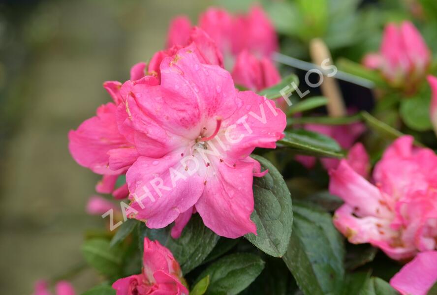 Azalka japonská 'Evergreen Bicolor' - Azalea japonica 'Evergreen Bicolor'