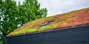 zelená střecha_sedum mix