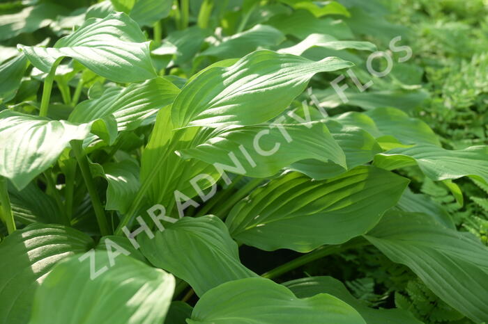 Bohyška elata - Hosta elata