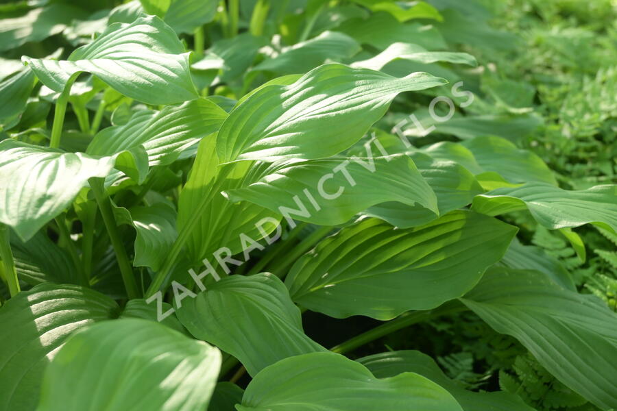 Bohyška elata - Hosta elata