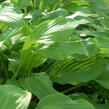 Bohyška elata - Hosta elata