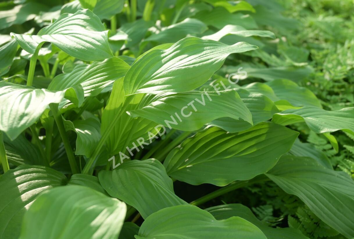 Bohyška elata - Hosta elata