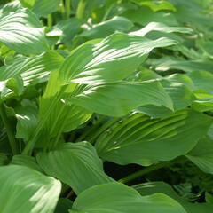 Bohyška elata - Hosta elata