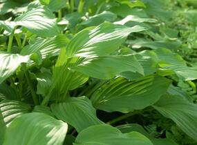 Bohyška elata - Hosta elata