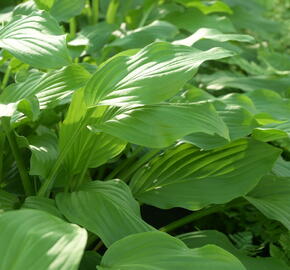 Bohyška elata - Hosta elata