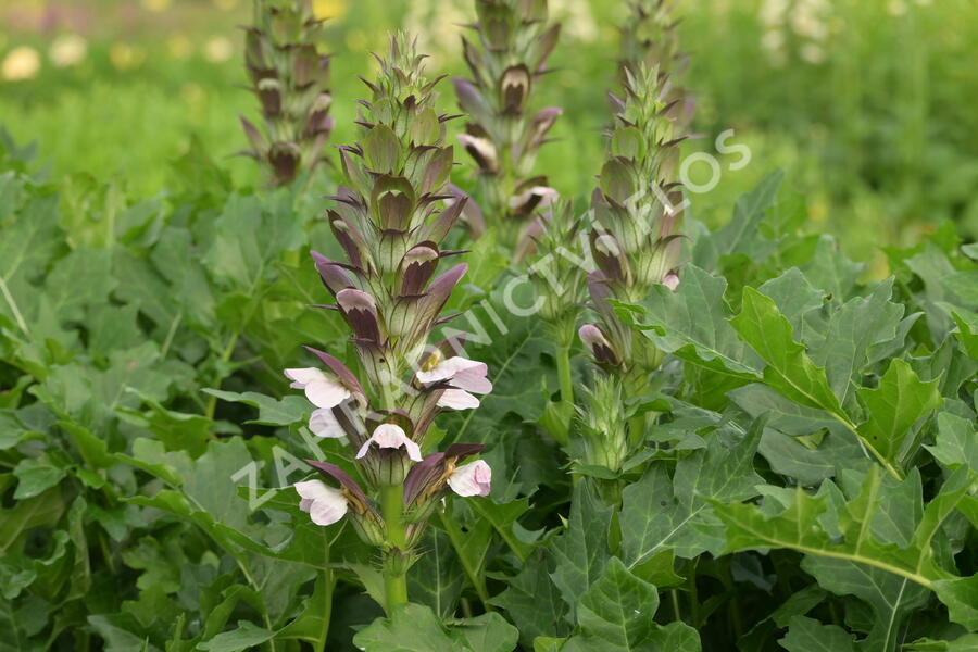 Paznehtník měkký 'Morning Candle' - Acanthus mollis 'Morning Candle'