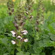 Paznehtník měkký 'Morning Candle' - Acanthus mollis 'Morning Candle'