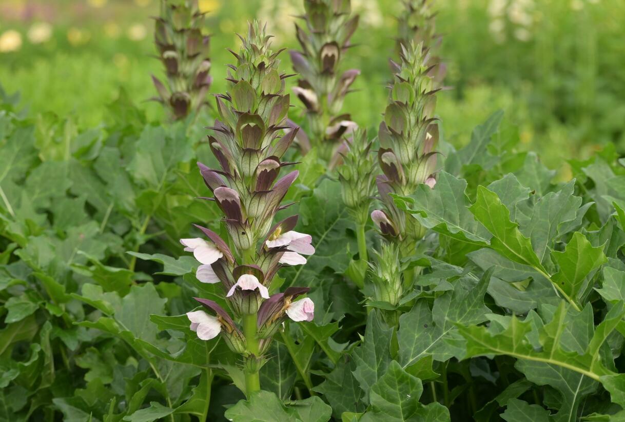 Paznehtník měkký 'Morning Candle' - Acanthus mollis 'Morning Candle'
