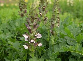 Paznehtník měkký 'Morning Candle' - Acanthus mollis 'Morning Candle'