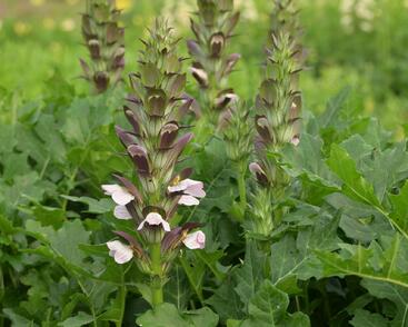 Paznehtník měkký 'Morning Candle'