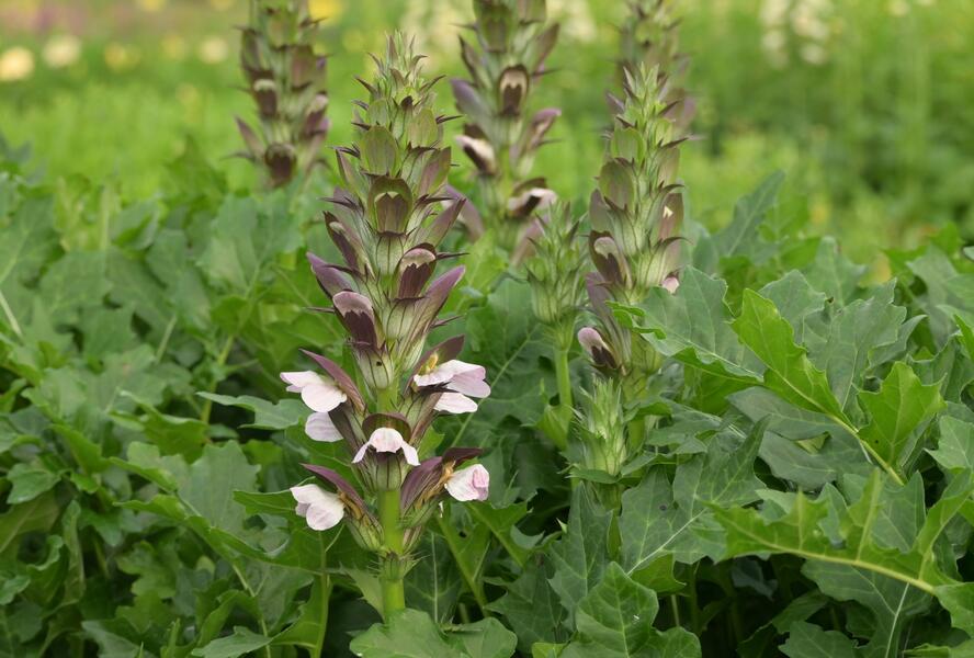 Paznehtník měkký 'Morning Candle' - Acanthus mollis 'Morning Candle'