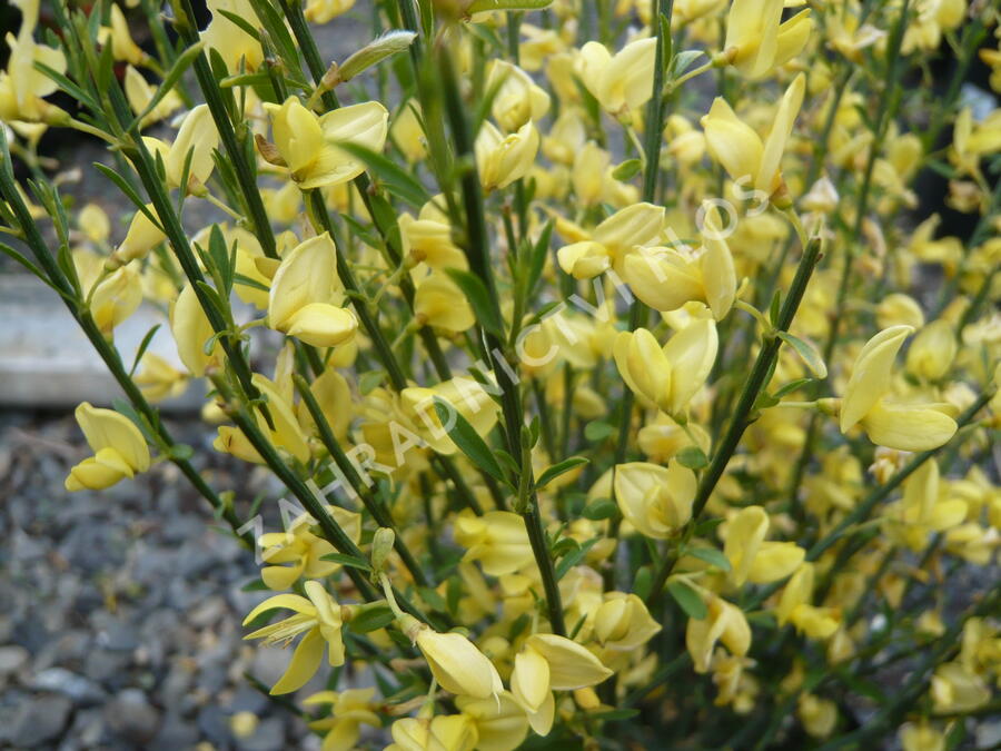 Čilimník časný 'Allgold' - Cytisus praecox 'Allgold'
