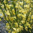 Čilimník časný 'Allgold' - Cytisus praecox 'Allgold'