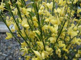 Čilimník časný 'Allgold' - Cytisus praecox 'Allgold'