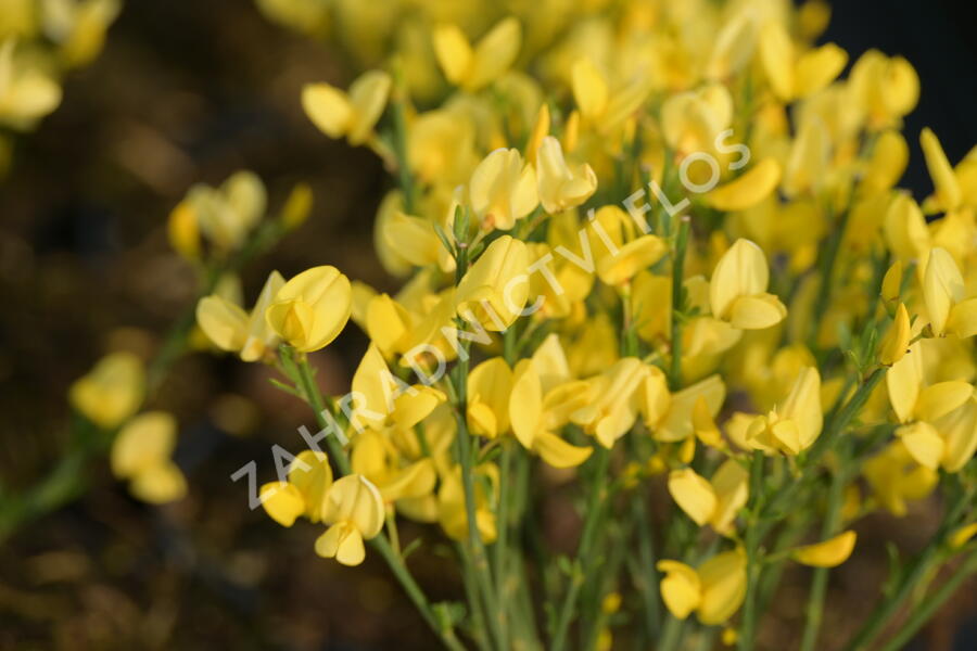 Čilimník časný 'Allgold' - Cytisus praecox 'Allgold'