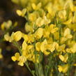 Čilimník časný 'Allgold' - Cytisus praecox 'Allgold'