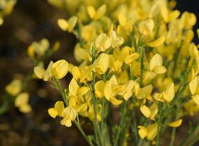 Čilimník časný 'Allgold' - Cytisus praecox 'Allgold'