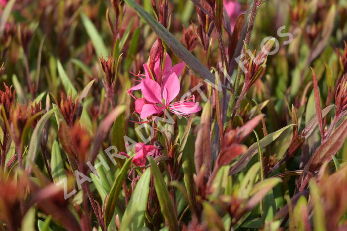 Svíčkovec 'Belleza® Pink' - Gaura lindheimeri 'Belleza®Pink'