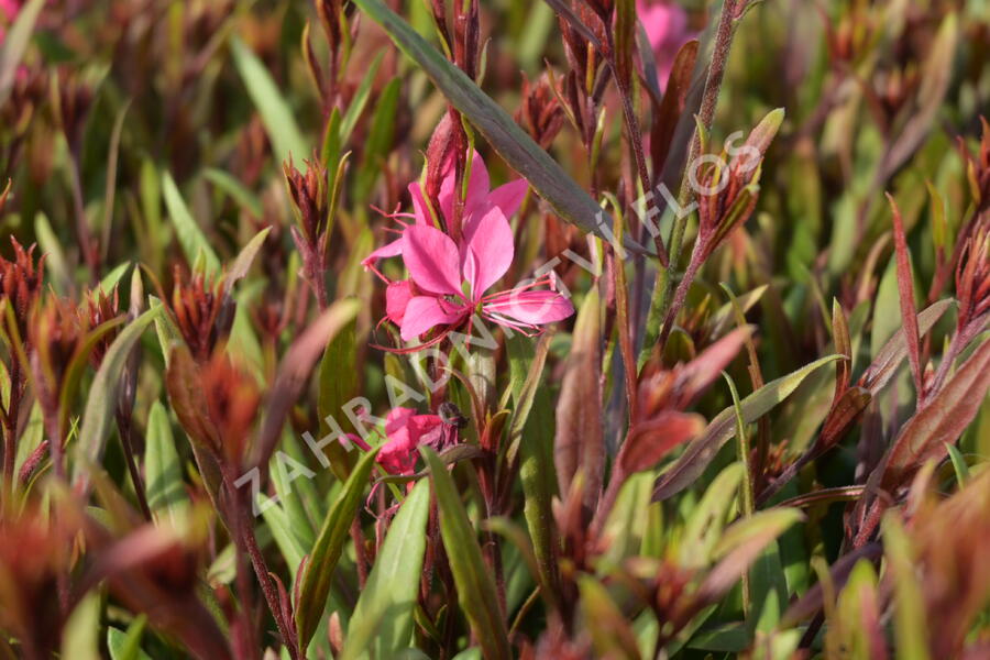 Svíčkovec 'Belleza® Pink' - Gaura lindheimeri 'Belleza®Pink'