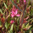 Svíčkovec 'Belleza® Pink' - Gaura lindheimeri 'Belleza®Pink'