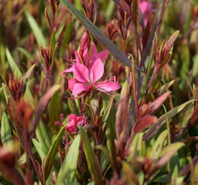 Svíčkovec 'Belleza® Pink' - Gaura lindheimeri 'Belleza®Pink'