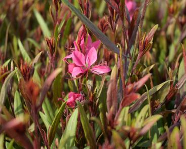 Svíčkovec 'Belleza® Pink'