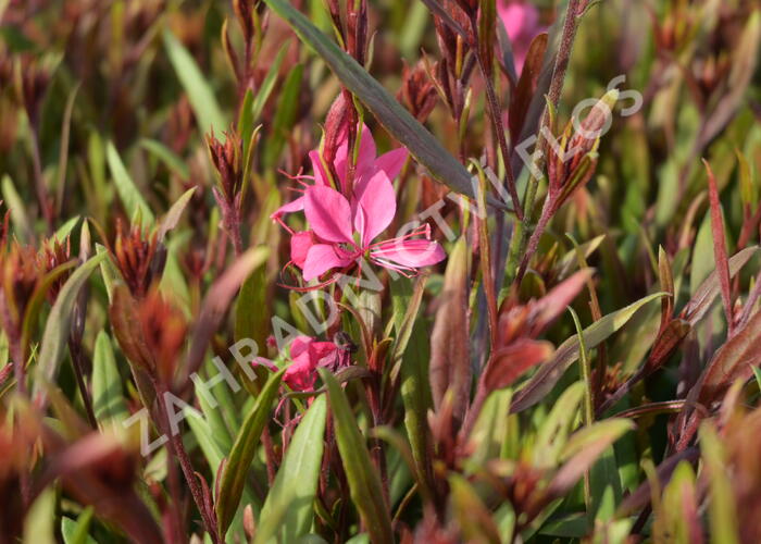 Svíčkovec 'Belleza® Pink' - Gaura lindheimeri 'Belleza®Pink'