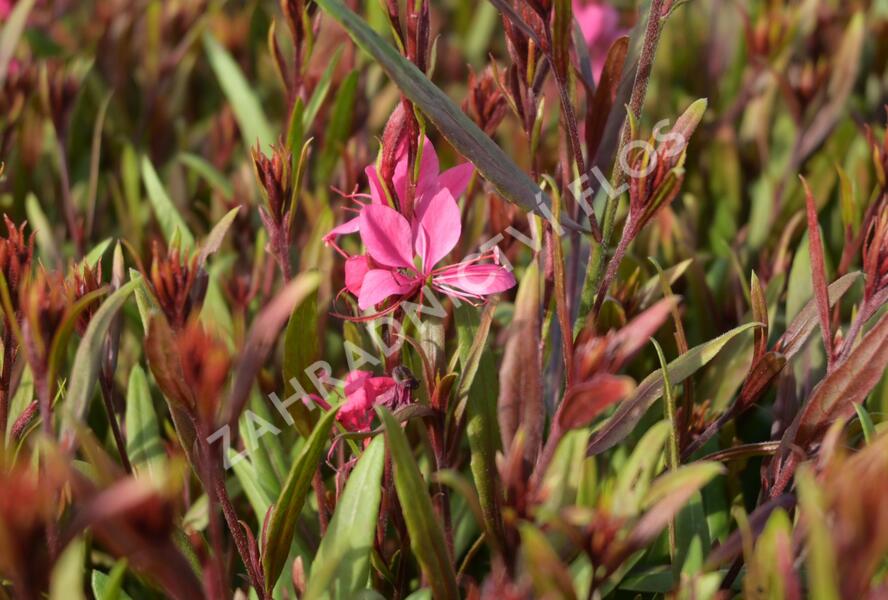 Svíčkovec 'Belleza® Pink' - Gaura lindheimeri 'Belleza®Pink'