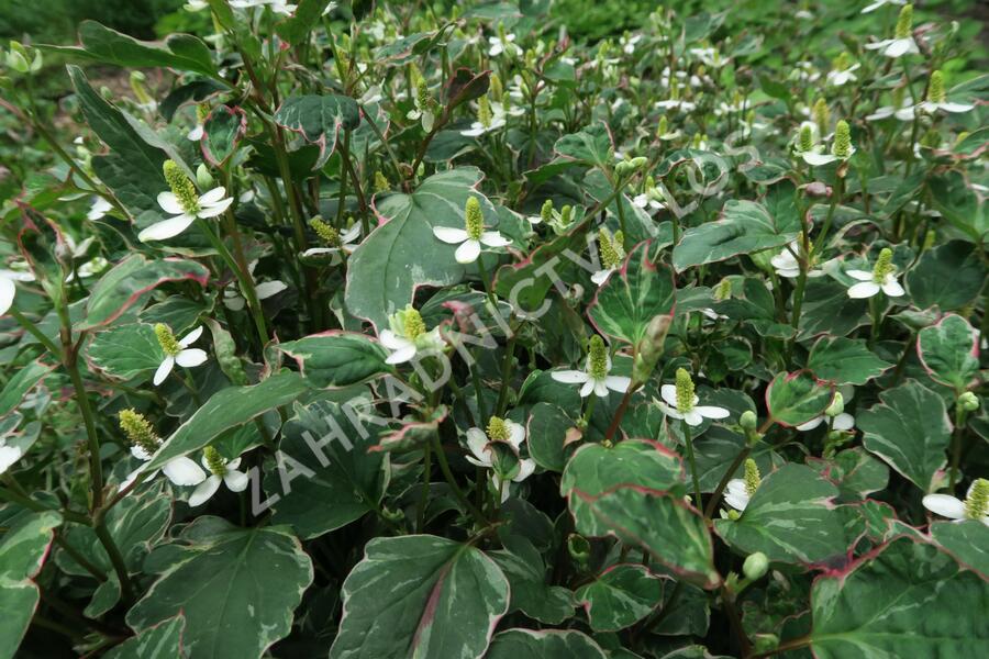 Touleň srdčitá 'Fantasy' - Houttuynia cordata 'Fantasy'