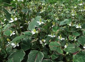Touleň srdčitá 'Fantasy' - Houttuynia cordata 'Fantasy'