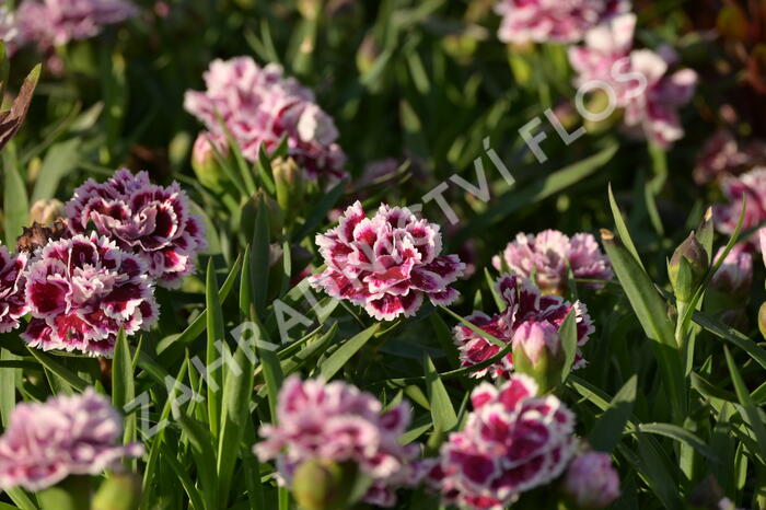 Hvozdík karafiát 'DiaDeur® Sophie' - Dianthus caryophyllus 'DiaDeur® Sophie'