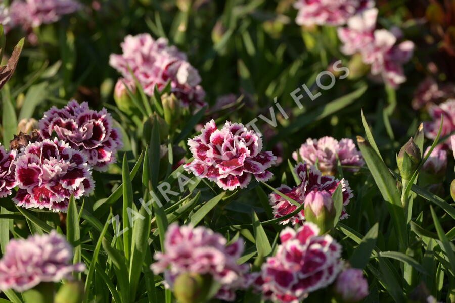 Hvozdík karafiát 'DiaDeur® Sophie' - Dianthus caryophyllus 'DiaDeur® Sophie'