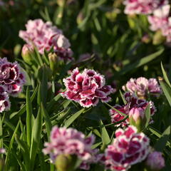 Hvozdík karafiát 'DiaDeur® Sophie' - Dianthus caryophyllus 'DiaDeur® Sophie'