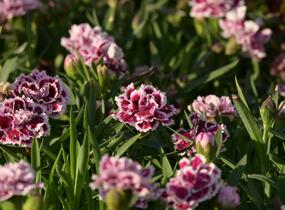Hvozdík karafiát 'DiaDeur® Sophie' - Dianthus caryophyllus 'DiaDeur® Sophie'