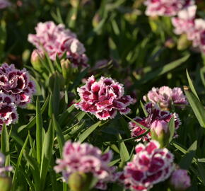 Hvozdík karafiát 'DiaDeur® Sophie' - Dianthus caryophyllus 'DiaDeur® Sophie'