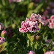 Hvozdík karafiát 'DiaDeur® Sophie' - Dianthus caryophyllus 'DiaDeur® Sophie'