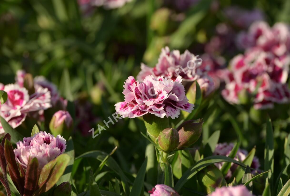 Hvozdík karafiát 'DiaDeur® Sophie' - Dianthus caryophyllus 'DiaDeur® Sophie'