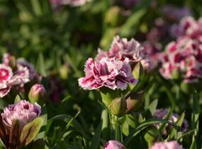 Hvozdík karafiát 'DiaDeur® Sophie' - Dianthus caryophyllus 'DiaDeur® Sophie'