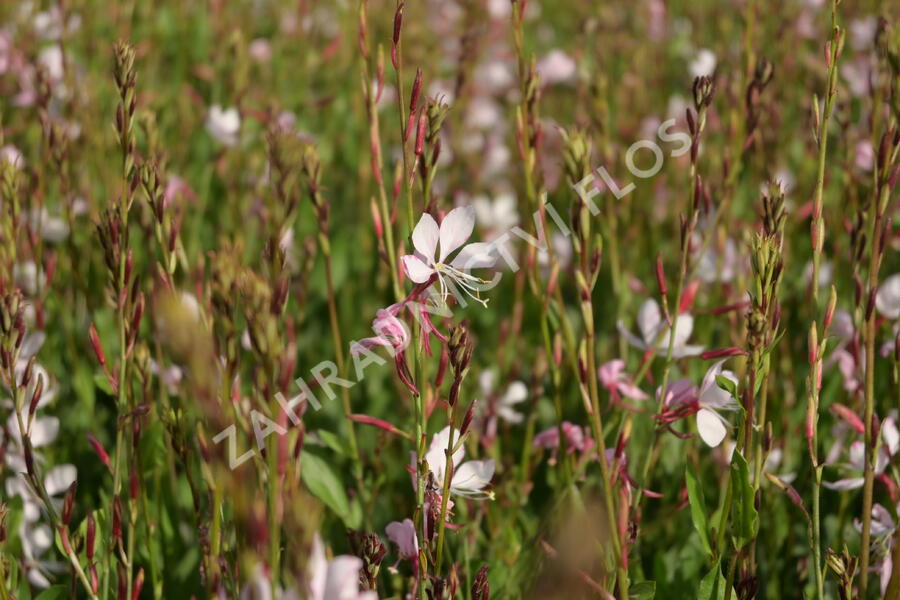 Svíčkovec 'Gambit Rose Bicolor' - Gaura lindheimeri 'Gambit Rose Bicolor'